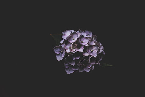 lila lila, hortensia, mörk, blommor, HD tapet HD wallpaper
