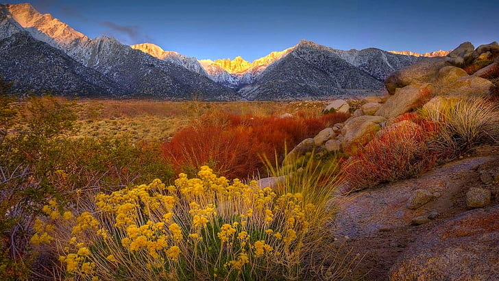 Belles fleurs de montagne, photo de paysage de fleurs et montagnes, rocher, montagne, belles, fleurs, 3d et abstrait, Fond d'écran HD