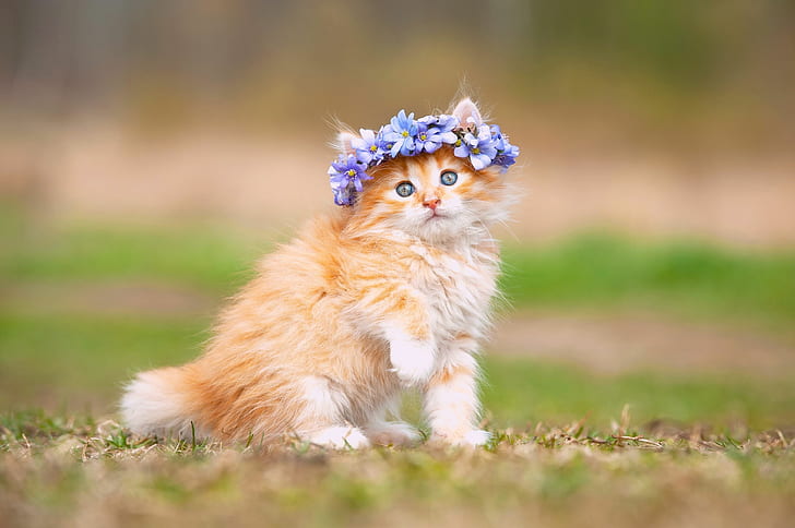 Adorable, Hairband, Cute Kitten, HD wallpaper