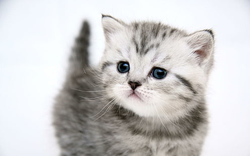 Sono carino, gatti, animali, gattino, gattino, dolce, carino, adorabile, Sfondo HD HD wallpaper