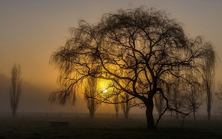 sunset, trees, silhouette, weeping willow, nature, landscape, HD wallpaper