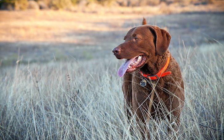 adulto chocolate Labrador retriever, grama, golfe, passear, cachorro, focinho, HD papel de parede