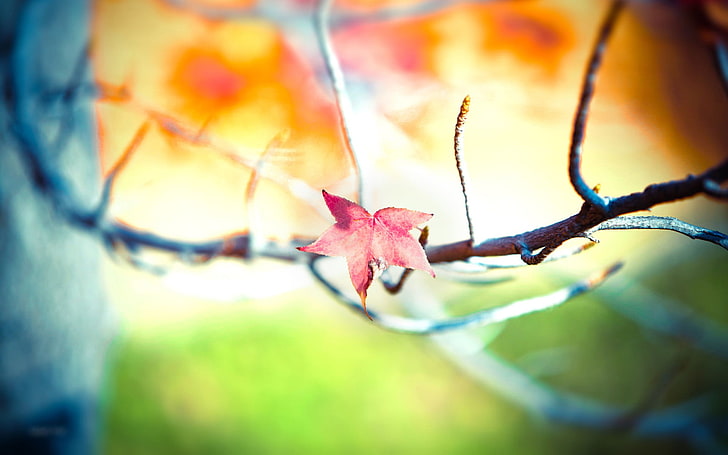 fotografia płytkiej ostrości różowego płatka kwiatu, natury, gałązek, liści, Tapety HD