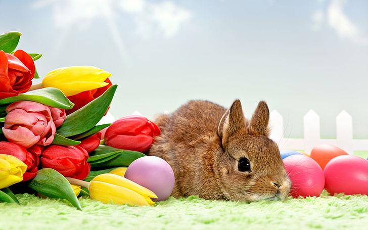 coniglietto marrone, tulipani, fiori, conigli, uova, animali, Pasqua, Sfondo HD