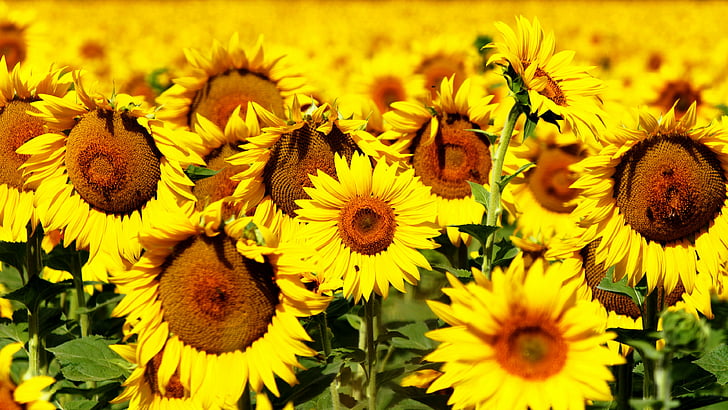 Sunflowers, 5k, 4k wallpaper, 8k, flowers, field, yellow, HD wallpaper |  Wallpaperbetter