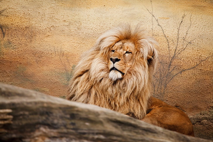 animais, felino, pele, leão, animais selvagens, HD papel de parede