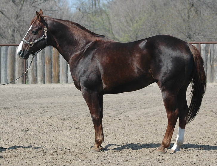 Seperempat Liver Chestnut Horse, indah, cawhorse, awsome, chestnut, manis, putih, kuda, hati, hewan, Wallpaper HD
