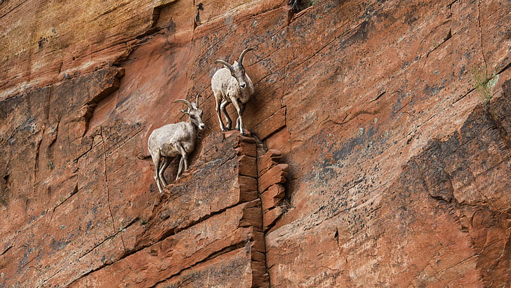 rocks, ibex, rock climbing, rock formation, canyon, Zion National Park, Utah, USA, HD wallpaper