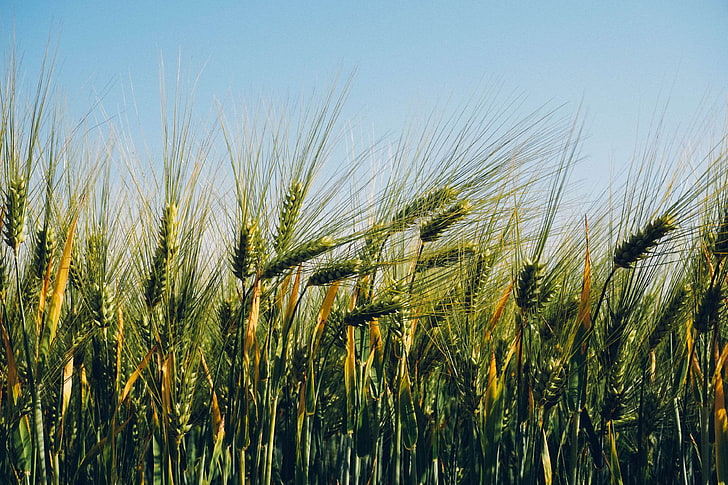 agriculture, orge, champ, blé, Fond d'écran HD