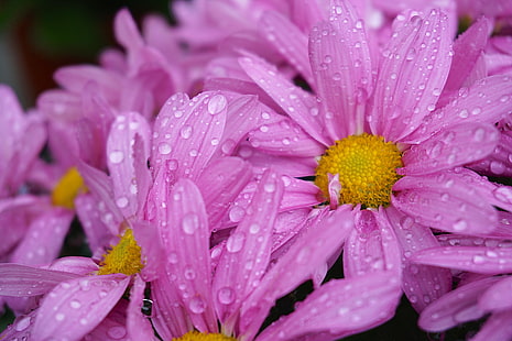 närbild fotografering rosa kronblad blomma, i trädgården, närbild fotografering, rosa, blomma blomma, gul, makro, natur, växt, blomma, kronblad, närbild, sommar, daisy, friskhet, HD tapet HD wallpaper