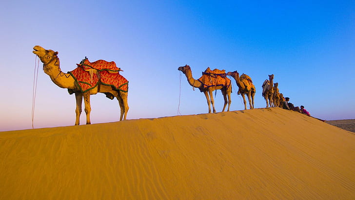Midday Break In The Desert, herd of camel, dunes, desert, riders, camels, nature and landscapes, HD wallpaper