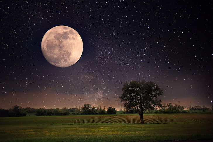 farm land, the sky, stars, landscape, night, nature, the moon, moon, sky, full moon, beautiful scene, Lonely tree, HD wallpaper