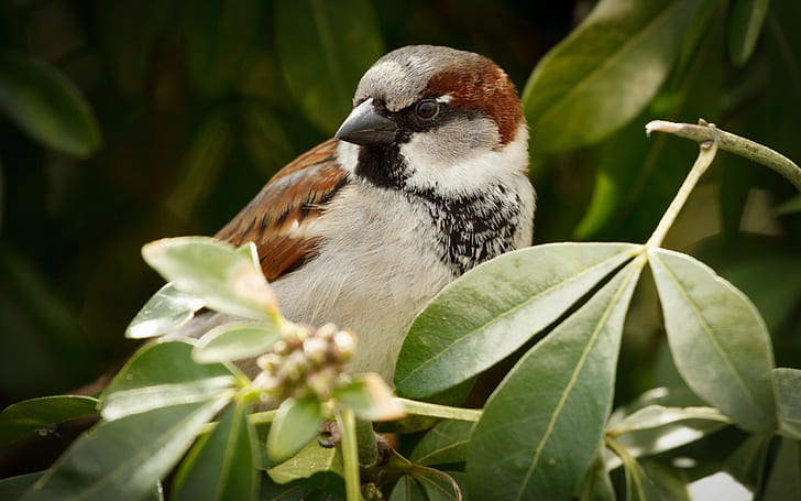 sparrow, HD wallpaper