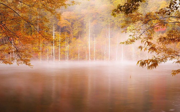 lake and trees photo, photography, landscape, nature, fall, forest, mist, lake, trees, HD wallpaper
