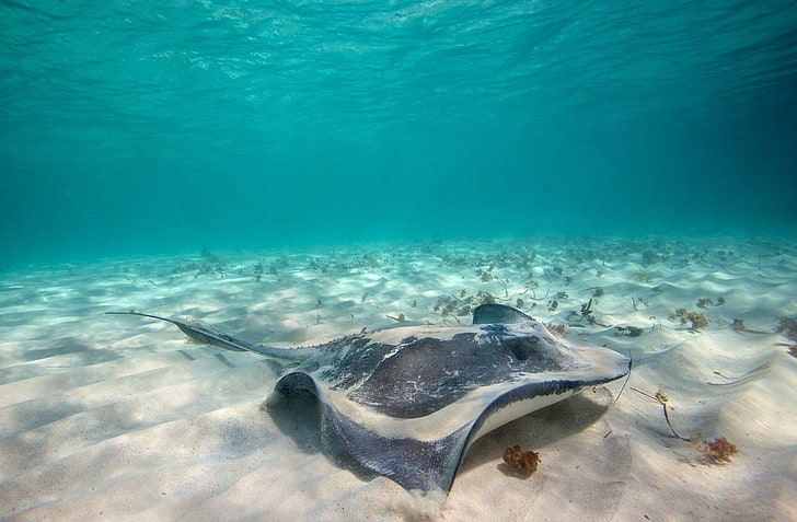 manta ray, animals, sea, underwater, sand, Stingray, HD wallpaper