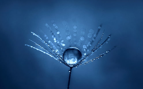 flower bud with water dew, simple, blue, macro, water drops, dew, depth of field, plants, closeup, HD wallpaper HD wallpaper
