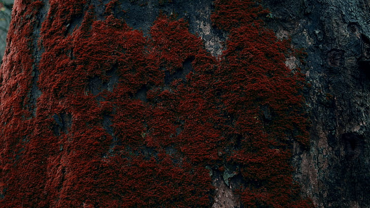 tree bark, moss, HD wallpaper