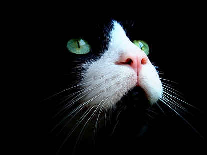 gato preto e branco, gato, animais, HD papel de parede HD wallpaper