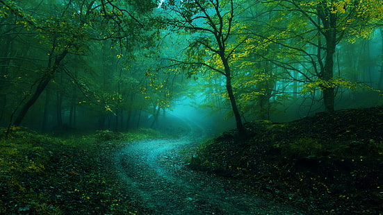 nature, green, forest, ecosystem, woodland, vegetation, tree, misty, fog, mist, path, forest path, curvy path, HD wallpaper HD wallpaper
