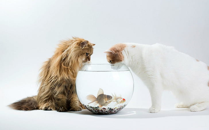 Aquarium Fish Kittens, akuarium, ikan, anak kucing, Wallpaper HD