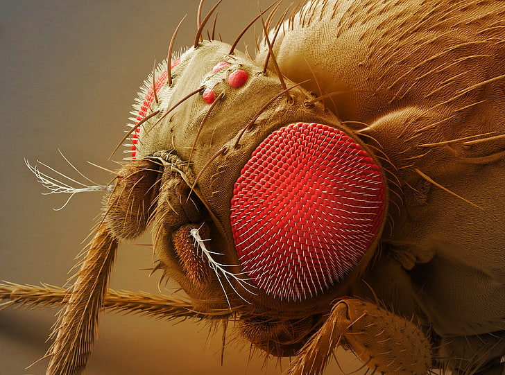 Fruit Fly Head, การถ่ายภาพระยะใกล้ของภาพประกอบแมลงสีน้ำตาล, Aero, มาโคร, หัว, ผลไม้, แมลงวันผลไม้, วอลล์เปเปอร์ HD