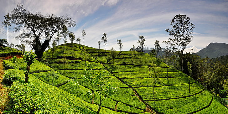 campo verde bajo cielo azul, colina, montaña, hojas de té, hojas verdes, campo verde, cielo azul, Sri Lanka, finca de té, Hatton, naturaleza, agricultura, asia, cultivo de té, escena rural, granja, kerala, paisaje, campo en terrazascolor verde, valle, crecimiento, pintorescos, al aire libre, Fondo de pantalla HD