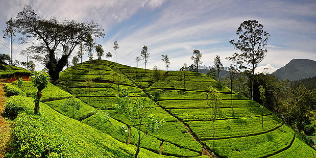 зелено поле под синьо небе, хълм, планина, чаени листа, листа зелено, зелено поле, синьо небе, Srilanka, имение на чай, Хатън, природа, земеделие, Азия, чай Култура, селски сцена, ферма, Керала, пейзаж, терасовидно поле, зелен Цвят, долина, растеж, живопис, на открито, HD тапет HD wallpaper