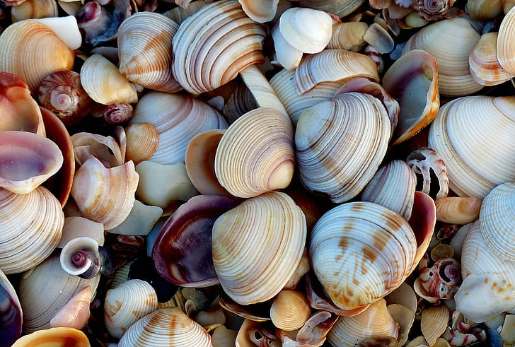 sea shells, Shell beach, sea shells, nature, Lumix  Fz200, Public Domain, Dedication, CC0, Geo-Tagged, flickr, lover, photos, sea, animal Shell, backgrounds, close-up, HD wallpaper