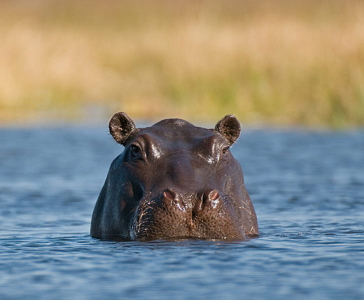 Hippopotamus during day time, hippo, Hippo, Hippopotamus, day, time, Botswana, Okavango, pool, Safari, dangerous, close  up, encounter, wildlife, mammal, animal, nature, animals In The Wild, safari Animals, africa, large, wildlife Reserve, water, HD wallpaper