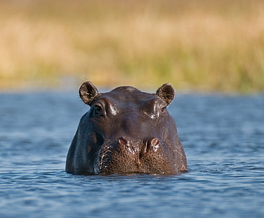 Hippopotame pendant la journée, hippopotame, Hippo, Hippopotame, jour, heure, Botswana, Okavango, piscine, Safari, dangereux, gros plan, rencontre, faune, mammifère, animal, nature, animaux Dans la nature, safari Animaux, Afrique, grand,réserve faunique, eau, Fond d'écran HD HD wallpaper