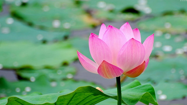 lotus, flower, pond, sacred lotus, plant, aquatic plant, pink flower, green, flowering plant, leaf, flora, petal, HD wallpaper
