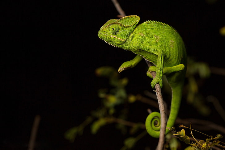 chameleon, branch, lizard, black background, HD wallpaper
