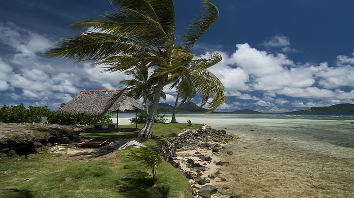 green leafed palm tree, beach, wind, coast, canopy, tropics, HD wallpaper