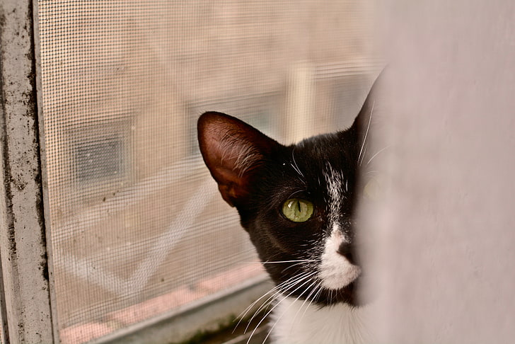 Kara kediler, kedi, hayvan gözleri, kedi gözleri, yeşil gözlü, HD masaüstü duvar kağıdı