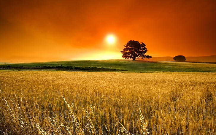 여름 옥수수 밭, 갈색 곡물 잔디, 여름, 자연, 옥수수 밭, HD 배경 화면