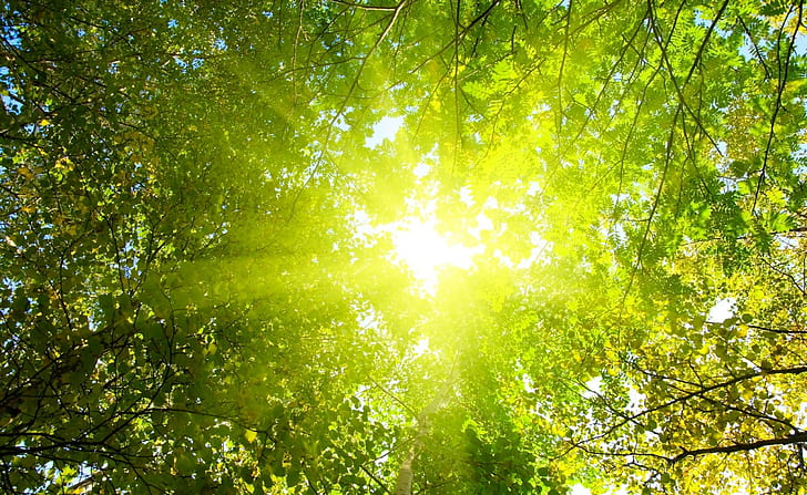 фотография, природа, растения, дървета, слънчева светлина, клон, HD тапет