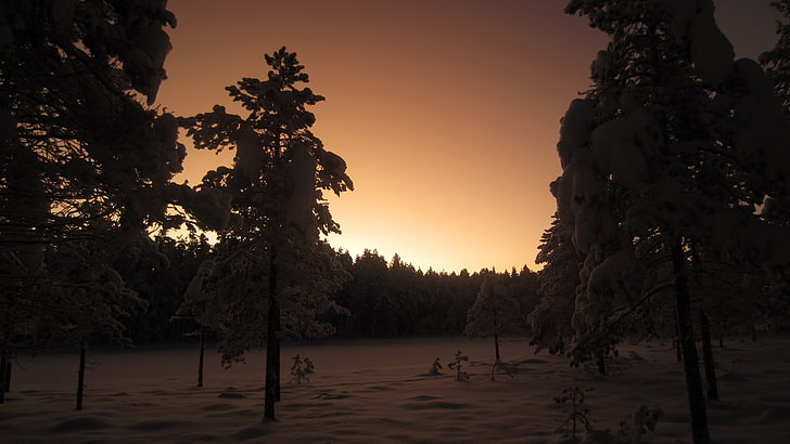 photography, landscape, trees, nature, plants, winter, snow, dusk, fir-tree, forest, HD wallpaper