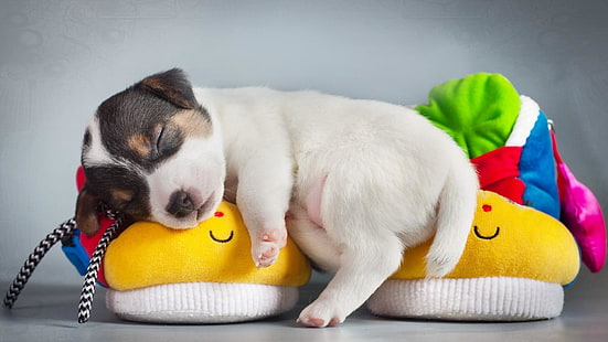 chiot, mignon, chien, jack russell, sommeil, Fond d'écran HD HD wallpaper