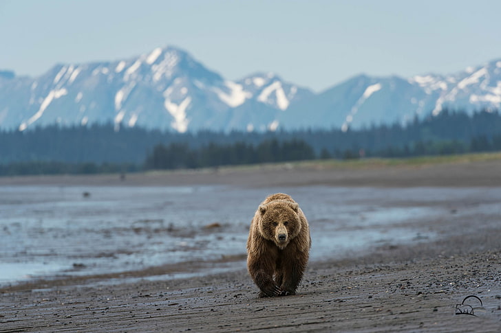 бурый медведь гризли, пляж, горы, медведь, Аляска, HD обои