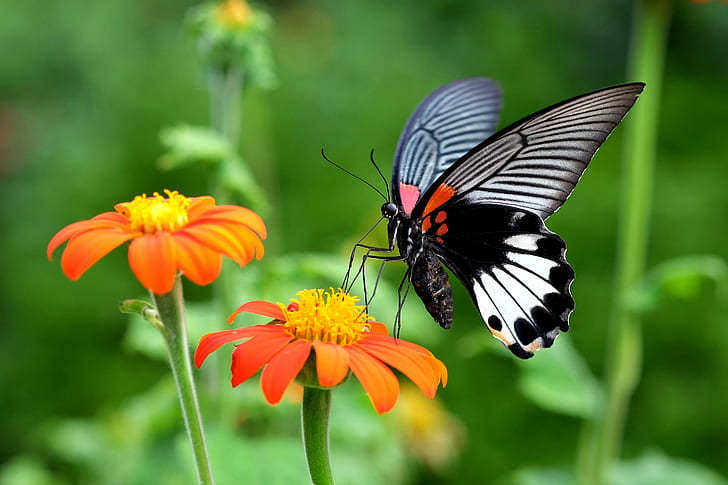 fotografia z bliska czarno-białego motyla na kwiatku, farma Kadoorie i ogród botaniczny, Fujifilm X-T1, XF, 60mm, f2.4, makro, zbliżenie, zdjęcie, czarno-biały, biały motyl, kwiat, f2, 4R, owad natura, motyl - owad, zwierzę Skrzydło, zwierzę, piękno W przyrodzie, lato, wielobarwne, zbliżenie, dzika przyroda, Tapety HD