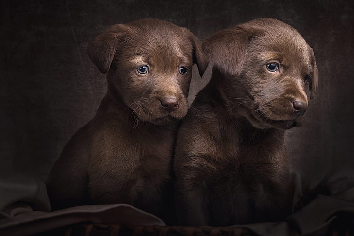 dogs, look, pose, the dark background, portrait, eyes, puppies, pair, puppy, fabric, kids, a couple, Labrador, brown, Duo, friends, two, Retriever, sitting, two dogs, cute, faces, retrievers, two puppies, sebacate, HD wallpaper
