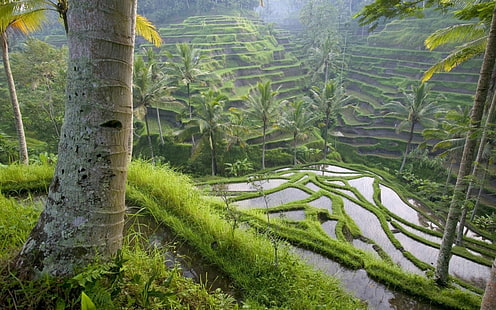 terraced field, rice paddy, HD wallpaper HD wallpaper