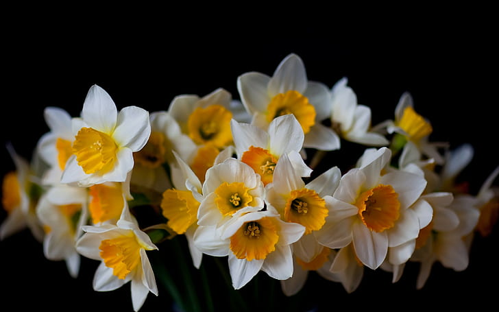 ดอกไม้ดอกแดฟโฟดิล, วอลล์เปเปอร์ HD