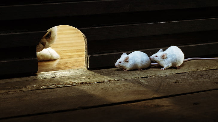 weiße Katze, die auf einem Loch mit weißer Maus nach innen, Tiere, Katze, Mäuse lugt, HD-Hintergrundbild