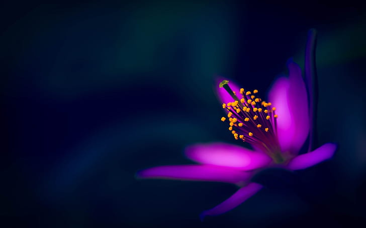Purple flower, petals, macro photography, black background, Purple, Flower, Petals, Macro, Photography, Black, Background, HD wallpaper
