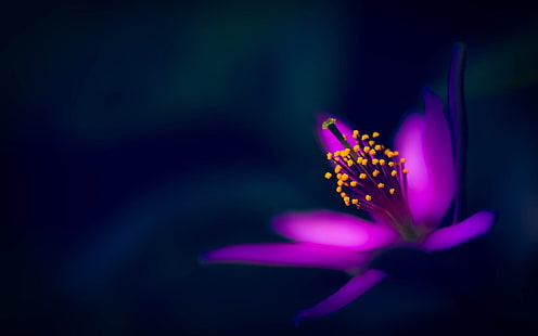 Лилаво цвете, венчелистчета, макро фотография, черен фон, лилаво, цвете, венчелистчета, макро, фотография, черно, фон, HD тапет HD wallpaper