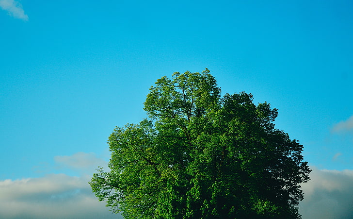 Grüner Baum, Blauer Himmel, grüner Laubbaum, Natur, Sonne und Himmel, Landschaft, Sommer, Frühling, Grün, Gras, Garten, Blätter, Baum, Wald, Zweige, Einzelne, Umwelt, Ökologie, Natürlich, Horizont, Umwelt, HD-Hintergrundbild