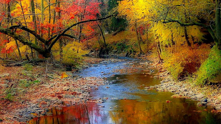 autumn colors, autumn leaves, creek, river, forest, stream, autumn, leaves, nature, reflection, water, woodland, deciduous, tree, HD wallpaper