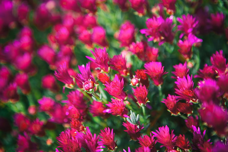 Blumen, 5k, rosa, Wiesen, 4k, Wildblumen, HD-Hintergrundbild