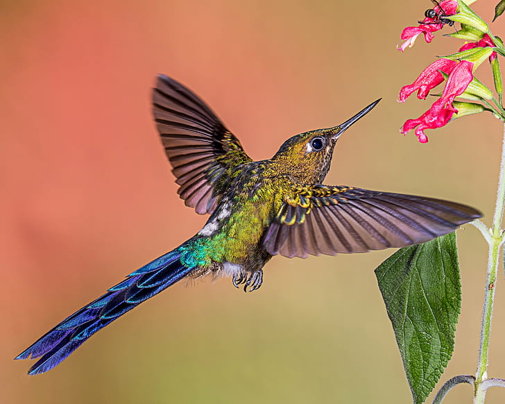 hummingbird near pink petaled flower, Violet-tailed Sylph, hummingbird, pink, flower, Lens, bird, hovering, animal, iridescent, wildlife, nature, aviary, flying, feather, spread Wings, beak, multi Colored, HD wallpaper